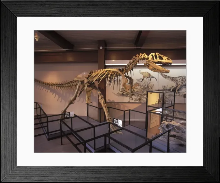 Framed Print : Dinosaurs - Theropods - Allosaur (was a carnivorous dinosaur). Morrison Formation, Jurassic Skeleton on display in the Visitor Center at Dinosaur National Monument, Utah, USA Framed Print : Dinosaurs - Theropods - Allosaur (was a carnivorous dinosaur). Morrison Formation, Jurassic Skeleton on display in the Visitor Center at Dinosaur National Monument, Utah, USA