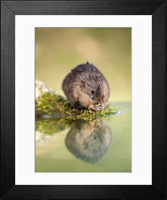 Framed Print : Water Vole - UK