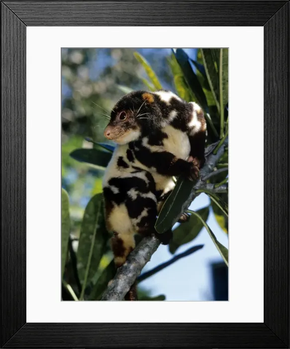 Framed Print : Spotted Cuscus - male - Papua New Guinea Framed Print : Spotted Cuscus - male - Papua New Guinea