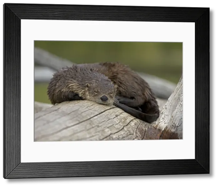 Framed Print : River Otter - sleeping on log - Wyoming - USA Framed Print : River Otter - sleeping on log - Wyoming - USA