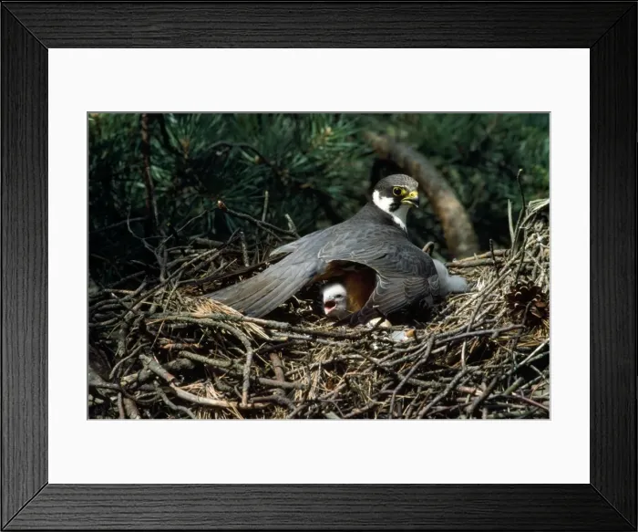 Framed Print : Hobby - on nest with chick
Framed Print : Hobby - on nest with chick