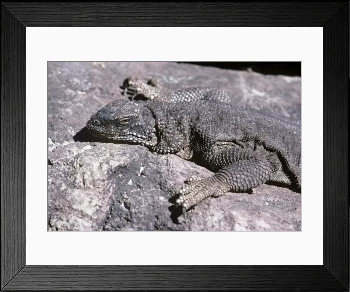 Framed Print : Black Chuckwalla - Sonoran desert Framed Print : Black Chuckwalla - Sonoran desert