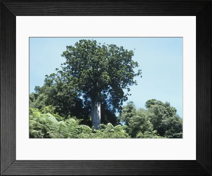Framed Print : Great Kauri Tree - New Zealand