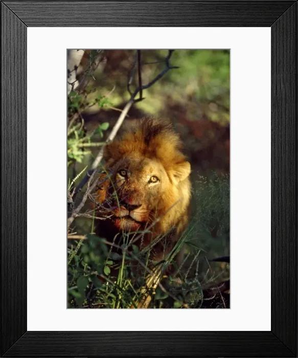 Framed Print : Lion CRH 979 Male, with bloodstained mouth - Okavango Delta, Botswana Panthera leo © Chris Harvey / ardea. com Framed Print : Lion CRH 979 Male, with bloodstained mouth - Okavango Delta, Botswana Panthera leo © Chris Harvey / ardea. com