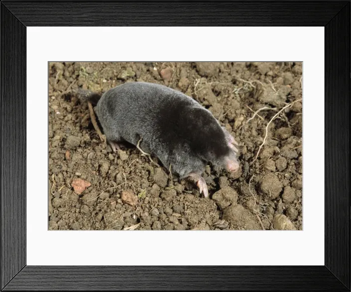 Framed Print : Mole JD 13438 Foraging on surface Talpa europaea © John Daniels / ARDEA LONDON Framed Print : Mole JD 13438 Foraging on surface Talpa europaea © John Daniels / ARDEA LONDON