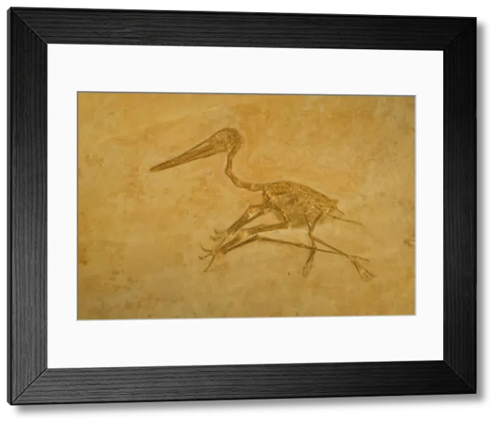 Framed Print : Pterodactyl Fossil - Jurassic Eichstatt, Germany E50T3978 Framed Print : Pterodactyl Fossil - Jurassic Eichstatt, Germany E50T3978