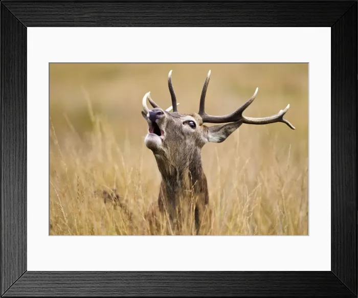 Framed Print : Red Deer - Stag roaring - Richmond Park UK 14960 Framed Print : Red Deer - Stag roaring - Richmond Park UK 14960