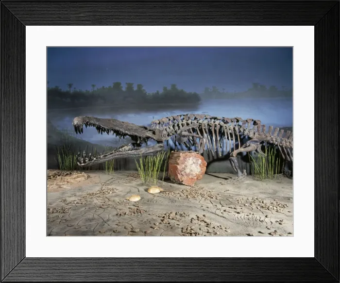 Framed Print : Phytosaur Fossil - late Triassic Arizona / New Mexico, USA Framed Print : Phytosaur Fossil - late Triassic Arizona / New Mexico, USA