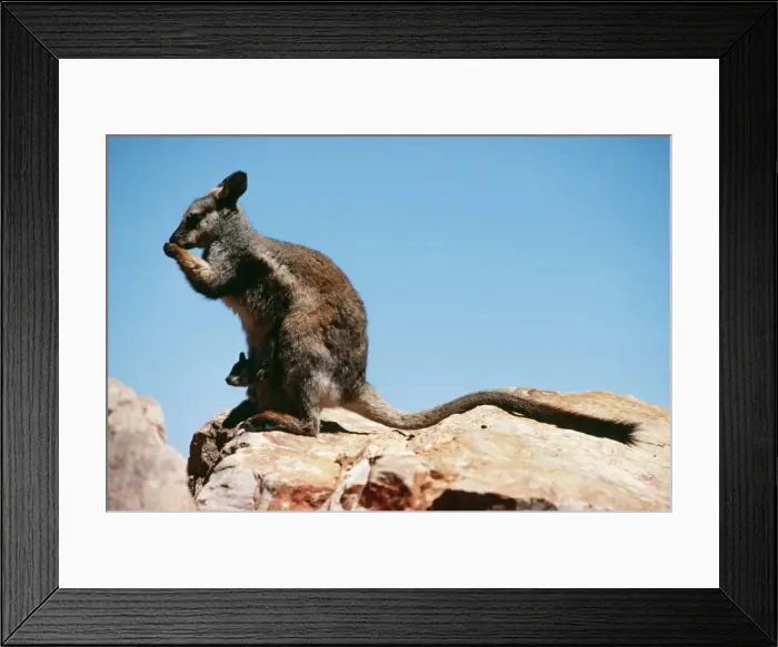 Framed Print : Black-flanked Rock Wallaby HB 2452 Australia Petrogale lateralis © Hans & Judy Beste / ardea. com Framed Print : Black-flanked Rock Wallaby HB 2452 Australia Petrogale lateralis © Hans & Judy Beste / ardea. com