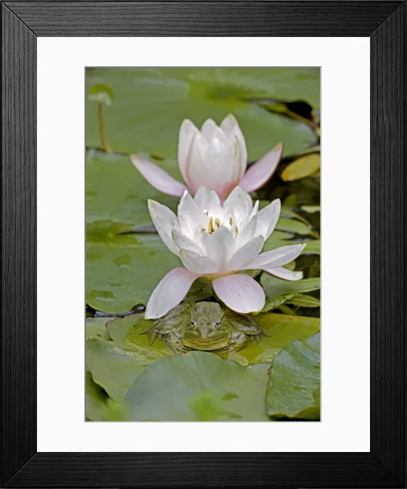 Framed Print : Chiricahua Leopard Frog / Ramsey Canyon Leopard Frog - Arizona - USA - IUCN vulnerable - protected under Arizona state law - declining populations due to habitat loss and disease Framed Print : Chiricahua Leopard Frog / Ramsey Canyon Leopard Frog - Arizona - USA - IUCN vulnerable - protected under Arizona state law - declining populations due to habitat loss and disease