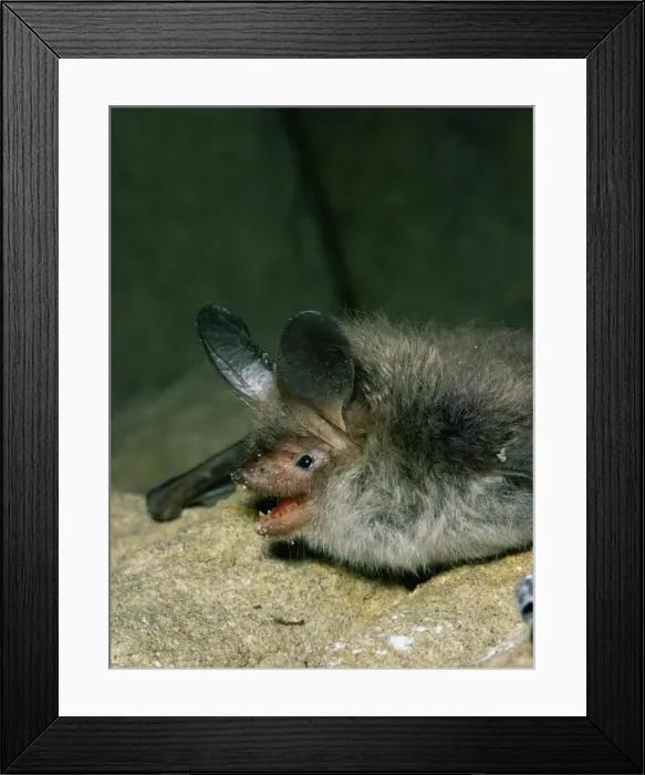 Framed Print : Bechstein's Bat JLM 5089 Myotis bechsteini © John Mason / ARDEA LONDON Framed Print : Bechstein's Bat JLM 5089 Myotis bechsteini © John Mason / ARDEA LONDON