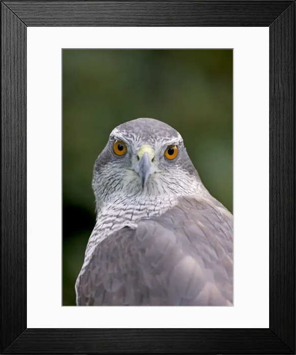 Framed Print : Northern Goshawk - controlled conditions - Oregon - USA Framed Print : Northern Goshawk - controlled conditions - Oregon - USA