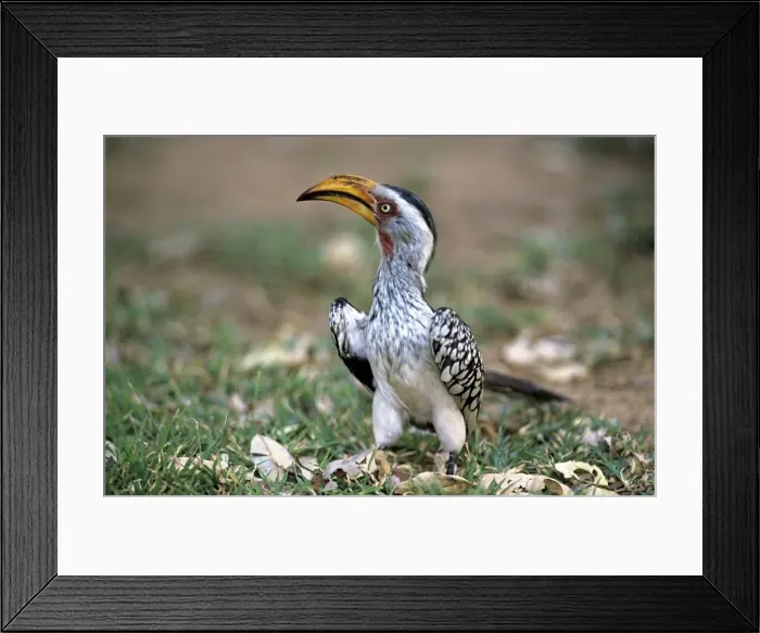 Framed Print : Southern Yellow-billed Hornbill - Kruger National Park - South Africa Framed Print : Southern Yellow-billed Hornbill - Kruger National Park - South Africa