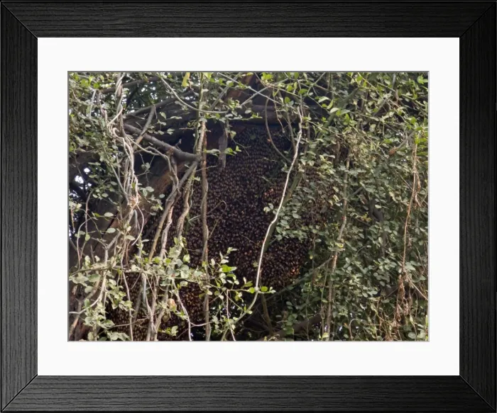 Framed Print : Asiatic / Indian Honeybee - mass - Keoladeo Ghana National Park - Bharatpur - Rajasthan - India IN000771 Framed Print : Asiatic / Indian Honeybee - mass - Keoladeo Ghana National Park - Bharatpur - Rajasthan - India IN000771