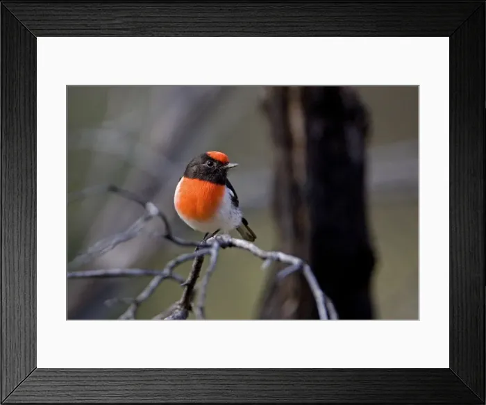 Framed Print : Red-capped Robin - male near Ti Tree Community, Northern Territory, Australia Framed Print : Red-capped Robin - male near Ti Tree Community, Northern Territory, Australia