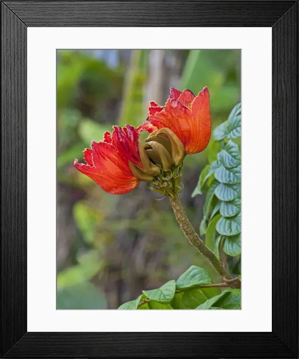 Framed Print : African Tulip Tree - recreational park - Puerto de la Cruz - Tenerife - February