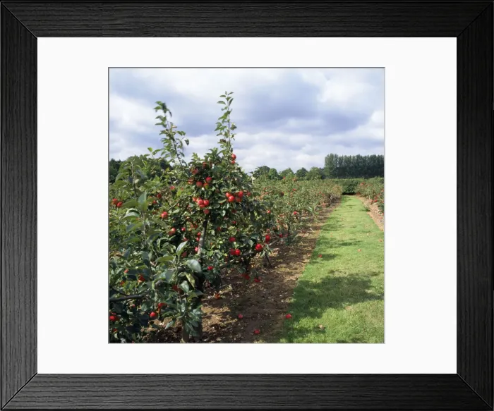 Framed Print : Discovery apple orchard - fruit farm - Kent UK Framed Print : Discovery apple orchard - fruit farm - Kent UK