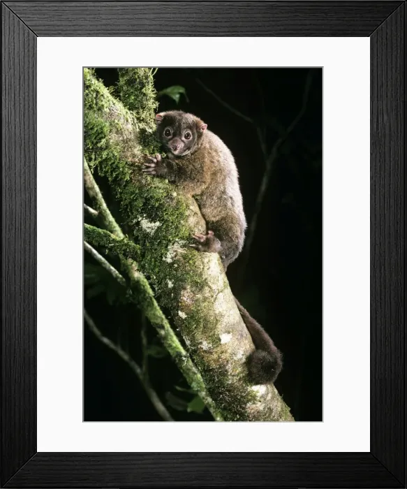 Framed Print : Lemuroid RIngtail Possum - rainforest - Queensland - Australia Framed Print : Lemuroid RIngtail Possum - rainforest - Queensland - Australia
