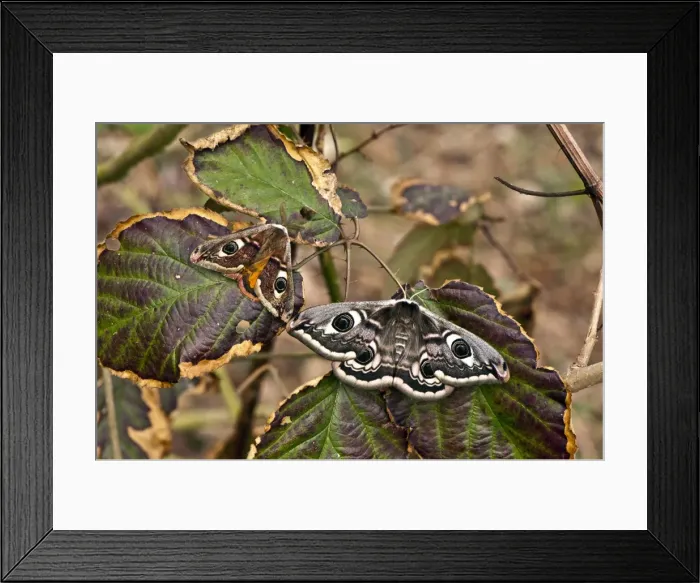 Framed Print : Emperor Moth - male and female - resting on bramble leaf - Lincolnshire - UK Framed Print : Emperor Moth - male and female - resting on bramble leaf - Lincolnshire - UK