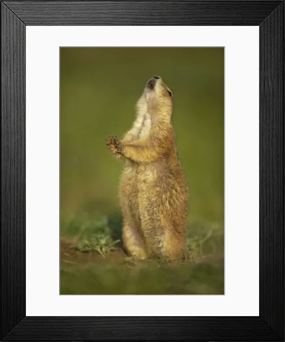 Framed Print : Blacktail Prairie Dog - engaged in Jump-yip behavior - A strong arch of the back or jump followed by a shrill yip - thought to occur when a predator has left the area and in territorial displays - Wyoming - USA Framed Print : Blacktail Prairie Dog - engaged in Jump-yip behavior - A strong arch of the back or jump followed by a shrill yip - thought to occur when a predator has left the area and in territorial displays - Wyoming - USA