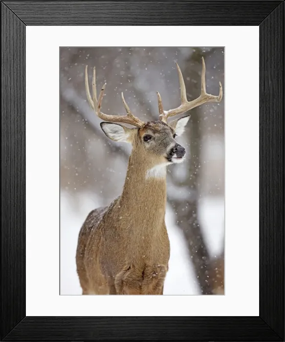 Framed Print : White-tailed Deer - buck in winter snow - New York - USA Framed Print : White-tailed Deer - buck in winter snow - New York - USA