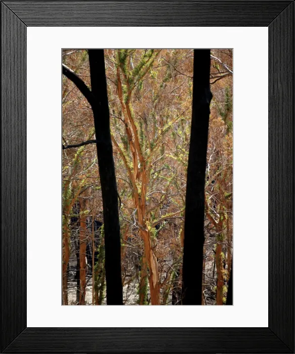 Framed Print : Regrow on Gum trees after bush fire JLR 42 Davies plain - Alpine National Park North East Victoria. Australia © Jean-Marc La-Roque / ardea. com Framed Print : Regrow on Gum trees after bush fire JLR 42 Davies plain - Alpine National Park North East Victoria. Australia © Jean-Marc La-Roque / ardea. com
