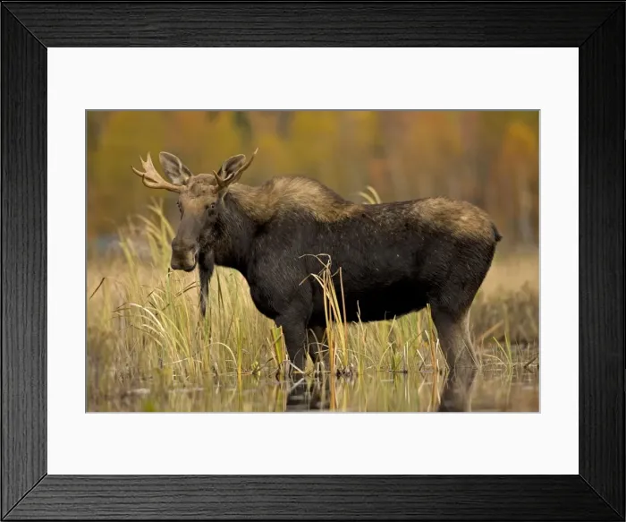 Framed Print : Moose - young bull male - Tupper Lake - Adirondack Mountains - New York - USA Framed Print : Moose - young bull male - Tupper Lake - Adirondack Mountains - New York - USA