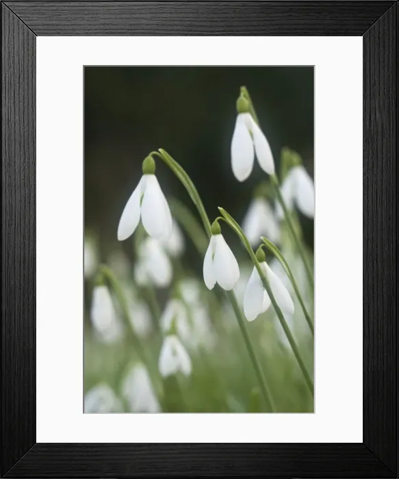 Framed Print : Snowdrops - growing wild in woodland - Essex - UK PL002126 Framed Print : Snowdrops - growing wild in woodland - Essex - UK PL002126