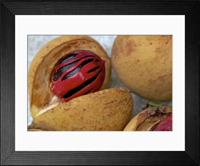 Framed Print : Nutmeg and Mace - close-up Spice Islands - Indonesia Framed Print : Nutmeg and Mace - close-up Spice Islands - Indonesia