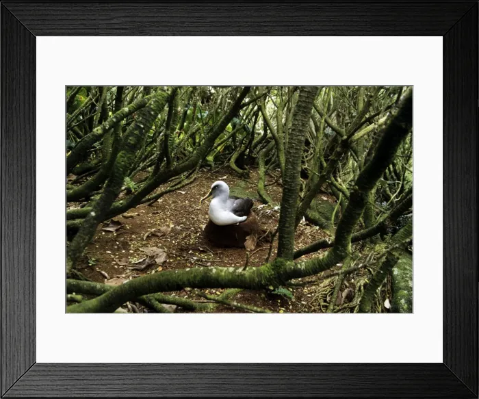 Framed Print : Southern Buller's Albatross - resting under Olearia tree Framed Print : Southern Buller's Albatross - resting under Olearia tree