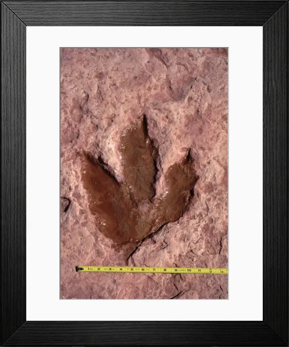 Framed Print : Dinosaurs: footprint of a Theropod dinosaur (meat eater dinosaur). Footprint in red sandstone of the Kayenta Formation, Lower Jurassic. The footprint has been filled with water, a common practice that helps make it stand out Framed Print : Dinosaurs: footprint of a Theropod dinosaur (meat eater dinosaur). Footprint in red sandstone of the Kayenta Formation, Lower Jurassic. The footprint has been filled with water, a common practice that helps make it stand out