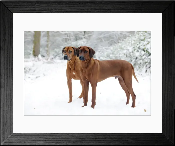 Framed Print : DOG - Rhodesian ridgebacks in snow Framed Print : DOG - Rhodesian ridgebacks in snow