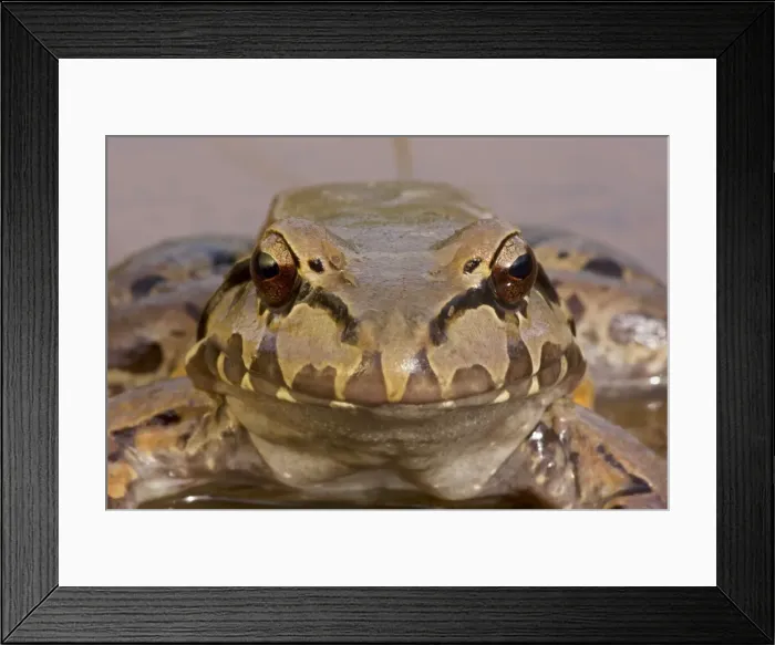 Framed Print : Smoky Jungle Frog - Costa Rica Framed Print : Smoky Jungle Frog - Costa Rica