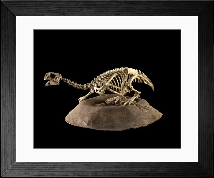 Framed Print : Dinosaurs - Threropods Conchoraptor is a small Oviraptorid dinosaur from the Late Cretaceous of Mongolia. Named by Barsbold in 1986. Represented here sitting on and protecting its nest Framed Print : Dinosaurs - Threropods Conchoraptor is a small Oviraptorid dinosaur from the Late Cretaceous of Mongolia. Named by Barsbold in 1986. Represented here sitting on and protecting its nest