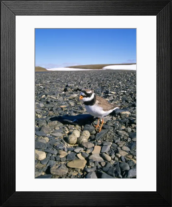 Framed Print : Ringed Plover - next to nest in pebble beach - Taimyr - Russian Arctic Framed Print : Ringed Plover - next to nest in pebble beach - Taimyr - Russian Arctic