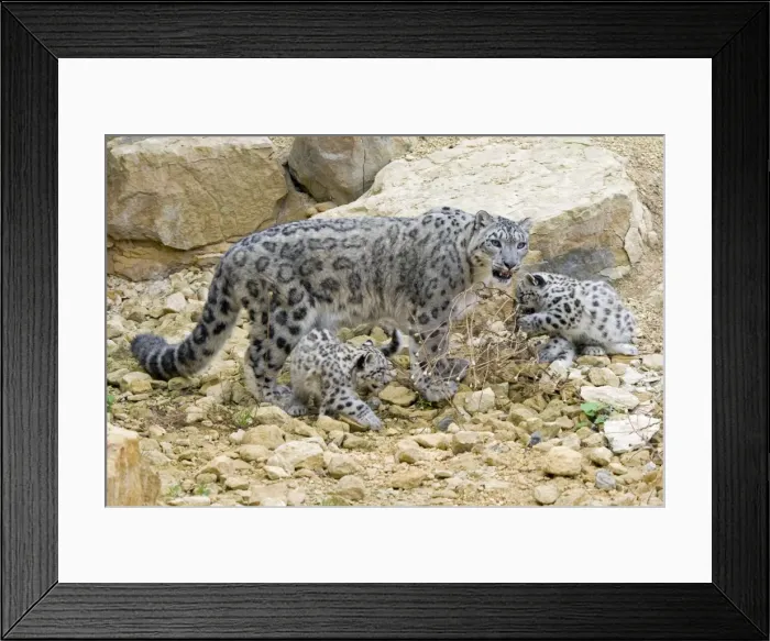 Framed Print : Snow Leopards - female with cubs Framed Print : Snow Leopards - female with cubs