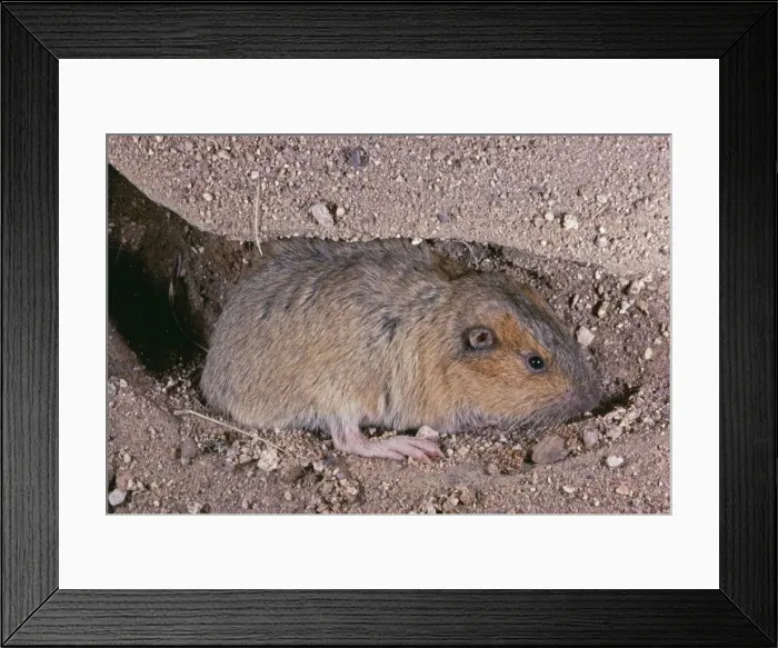Framed Print : Botta's Pocket Gopher CAN 1414 South USA to North Mexico. Thomomys bottae © John Cancalosi / ardea. com Framed Print : Botta's Pocket Gopher CAN 1414 South USA to North Mexico. Thomomys bottae © John Cancalosi / ardea. com