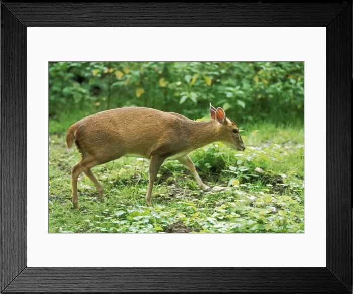 Framed Print : Muntjac Deer JD 16468 Side view Muntiacus reevesi © John Daniels / ardea. com Framed Print : Muntjac Deer JD 16468 Side view Muntiacus reevesi © John Daniels / ardea. com