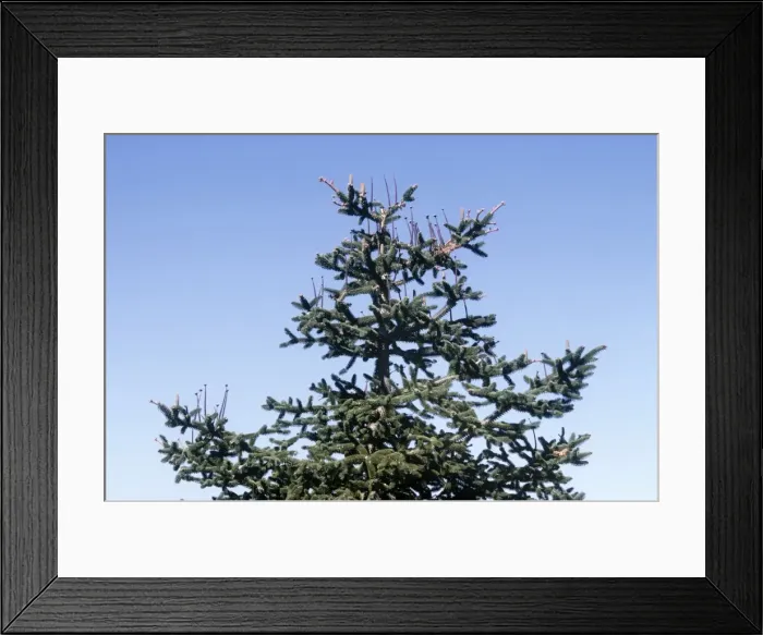 Framed Print : Spanish Fir Tree - Spain Framed Print : Spanish Fir Tree - Spain