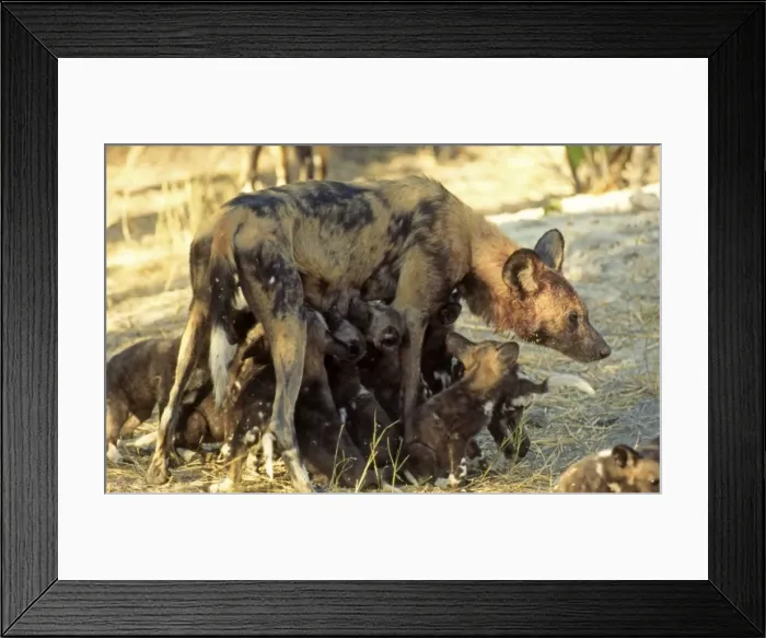 Framed Print : Wild Dogs CRH 946 Suckling pups Moremi, Botswana Lycaon pictus © Chris Harvey / ardea. com Framed Print : Wild Dogs CRH 946 Suckling pups Moremi, Botswana Lycaon pictus © Chris Harvey / ardea. com