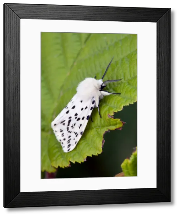 Framed Print : White Ermine Moth - on leaf - UK Framed Print : White Ermine Moth - on leaf - UK