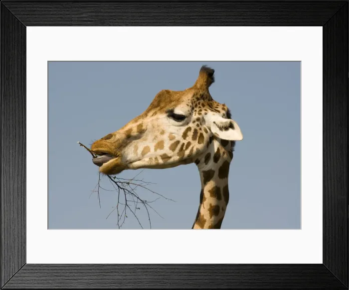 Framed Print : Giraffe - feeding Framed Print : Giraffe - feeding