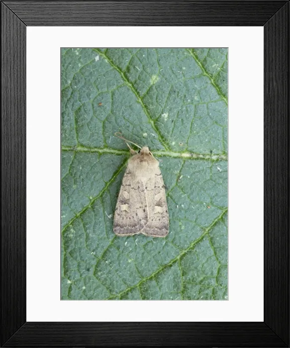 Framed Print : Square Spot Rustic Moth - Essex, UK IN000705