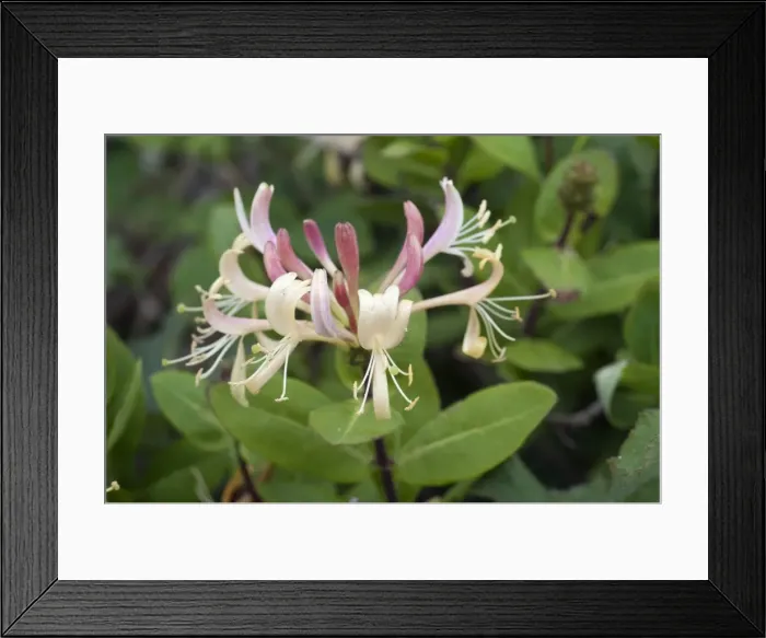 Framed Print : Honeysuckle - Cornwall - UK Framed Print : Honeysuckle - Cornwall - UK