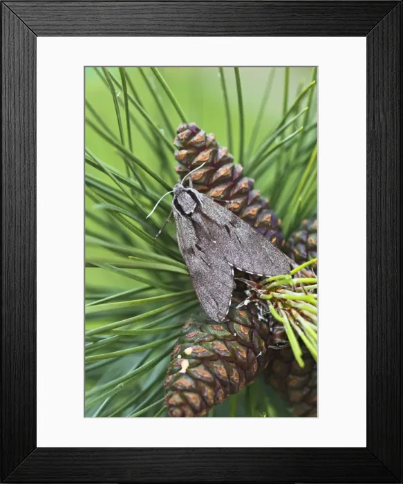 Framed Print : Pine Hawkmoth - on pine cones - Bedfordshire UK 13454 Framed Print : Pine Hawkmoth - on pine cones - Bedfordshire UK 13454