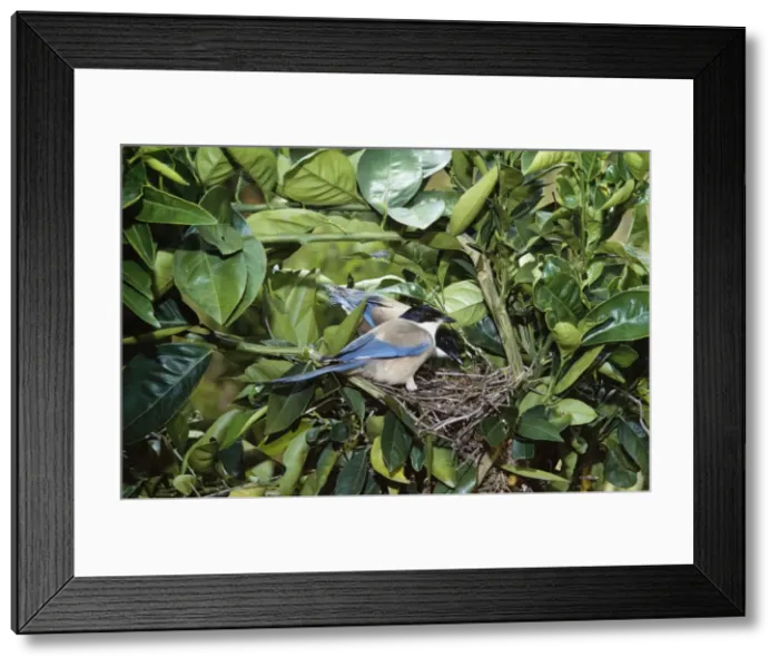 Framed Print : Azure Winged Magpie DE 1426 Cyanofuca cyanua © M. D. England / ardea. com Framed Print : Azure Winged Magpie DE 1426 Cyanofuca cyanua © M. D. England / ardea. com