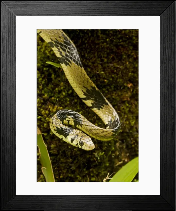Framed Print : Tropical / Tiger Rat Snake - Costa Rica Framed Print : Tropical / Tiger Rat Snake - Costa Rica