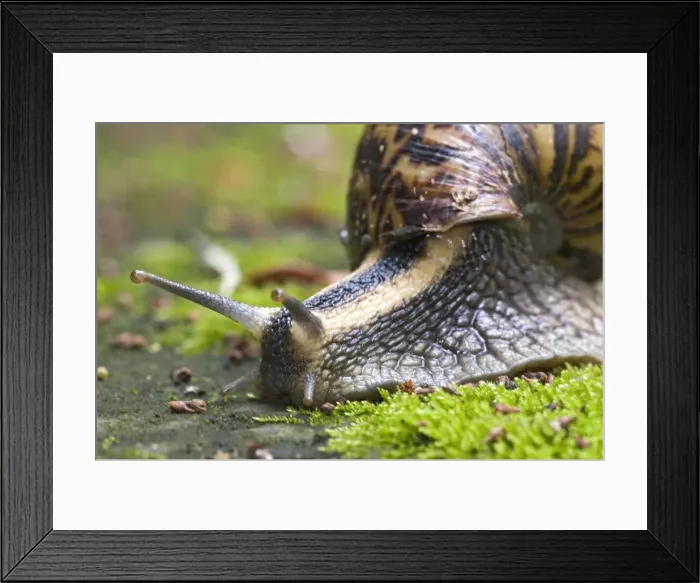 Framed Print : Giant African Land / Elegant Agate Snail - one of many Achatina species which are invasive pests of agricultural crops and flower gardens - this species occurs in Zimbabwe and South Africa - Grahamstown - Eastern Cape - South Africa Framed Print : Giant African Land / Elegant Agate Snail - one of many Achatina species which are invasive pests of agricultural crops and flower gardens - this species occurs in Zimbabwe and South Africa - Grahamstown - Eastern Cape - South Africa