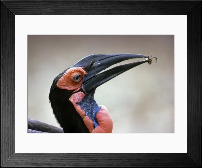 Framed Print : Ground Hornbill Framed Print : Ground Hornbill
