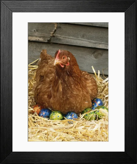Framed Print : Chicken JD 13281E On Easter eggs © John Daniels / ardea. com Framed Print : Chicken JD 13281E On Easter eggs © John Daniels / ardea. com
